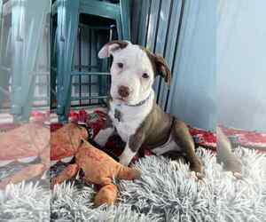 American Staffordshire Terrier-Unknown Mix Dogs for adoption in Holly Springs, NC, USA
