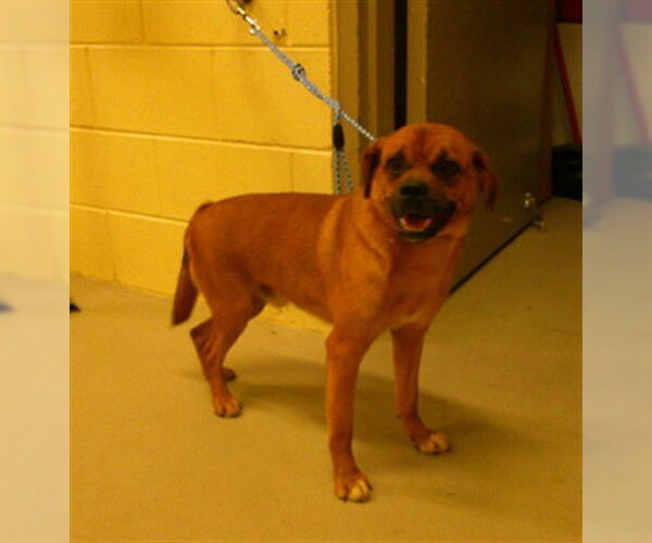 Medium Photo #1 Puggle Puppy For Sale in Sanford, FL, USA