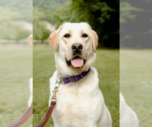 Mother of the Labrador Retriever puppies born on 07/10/2025
