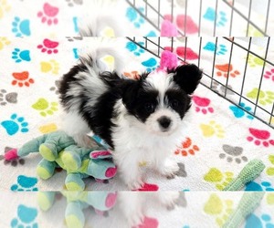 Papitese Puppy for sale in ORO VALLEY, AZ, USA
