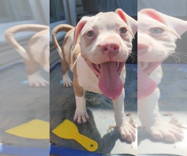 Medium Photo #6 American Bully Puppy For Sale in HARRISBURG, PA, USA
