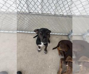 Chihuahua Dogs for adoption in Bakersfield, CA, USA