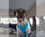 Small #6 Mastiff