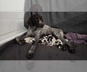 German Shorthaired Pointer Litter for sale in ALAMOGORDO, NM, USA