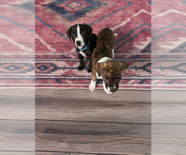 Medium Photo #6 American Staffordshire Terrier-Unknown Mix Puppy For Sale in Duluth, MN, USA