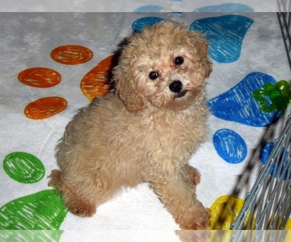 Medium Photo #8 Poodle (Toy) Puppy For Sale in ORO VALLEY, AZ, USA