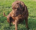 Small Photo #1 Labrador Retriever Puppy For Sale in TERREBONNE, OR, USA