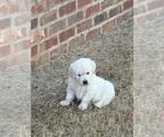 Puppy 4 English Cream Golden Retriever