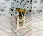 Small Jack Russell Terrier Mix