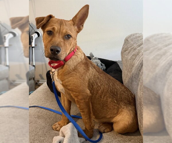 Medium Photo #2 Rhodesian Ridgeback-Unknown Mix Puppy For Sale in Houston, TX, USA