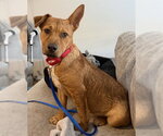 Small #1 Rhodesian Ridgeback Mix