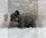 Small #1 French Bulldog