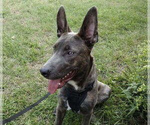 Dutch Shepherd -Unknown Mix Dogs for adoption in Myrtle Beach, SC, USA