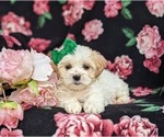 Small #5 Poodle (Miniature)-ShihPoo Mix