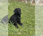 Puppy Puppy 3 Double Doodle