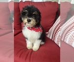 Small #1 Cavapoo
