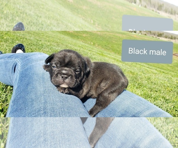 Medium Photo #5 French Bulldog Puppy For Sale in FARMINGTON, MO, USA