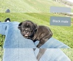 Small Photo #5 French Bulldog Puppy For Sale in FARMINGTON, MO, USA