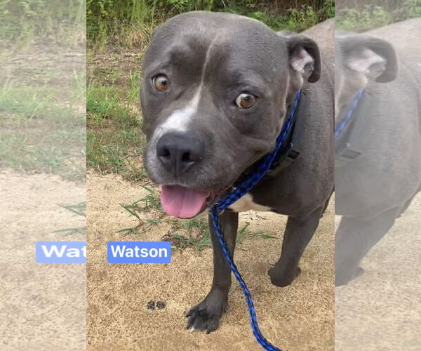 Medium Photo #1 American Pit Bull Terrier-Unknown Mix Puppy For Sale in Ridgefield, CT, USA