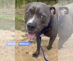 Small American Pit Bull Terrier Mix