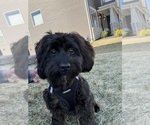 Small Photo #2 Shih-Poo Puppy For Sale in LAKE SAINT LOUIS, MO, USA