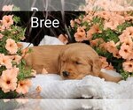 Small Photo #3 Golden Retriever Puppy For Sale in LOYAL, WI, USA