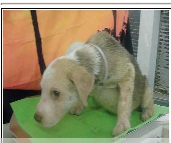 Medium Photo #3 Mutt Puppy For Sale in Lakewood, CO, USA