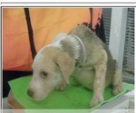 Small #2 Mutt