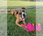 Small #1 Boxer