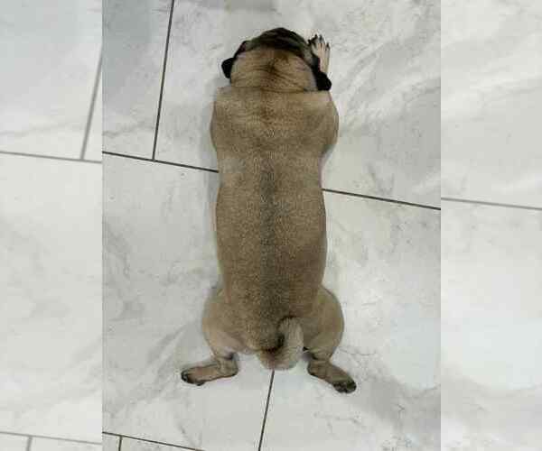 Medium Photo #4 Pug Puppy For Sale in Lakewood, CO, USA