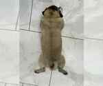 Small #3 Pug