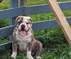 Olde English Bulldogge Puppy for sale in FAIRVIEW, SD, USA