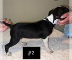 Small Photo #2 Boston Terrier Puppy For Sale in ARROYO GRANDE, CA, USA