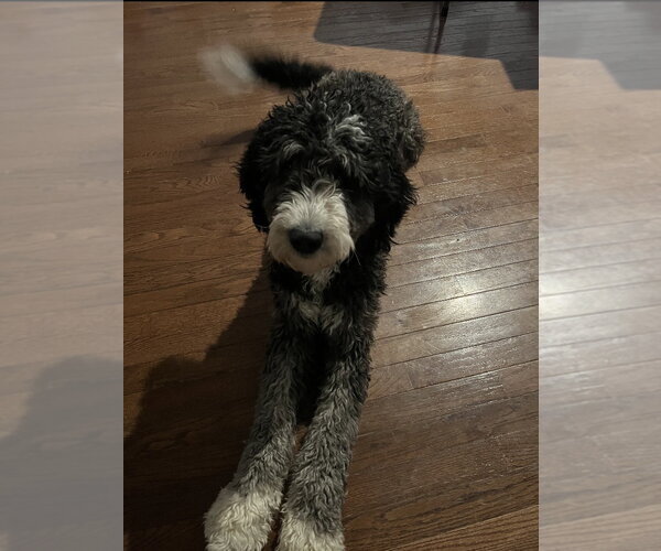 Medium Photo #3 Bernedoodle Puppy For Sale in Strongsville, OH, USA