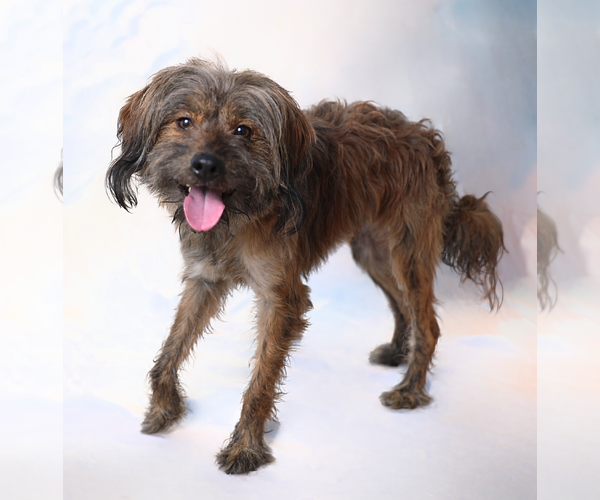 Medium Photo #2 Mutt Puppy For Sale in Pasadena, CA, USA