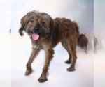 Small #1 Mutt