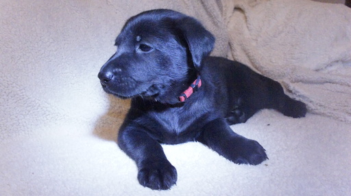 Medium Photo #1 Chow Chow-Labrador Retriever Mix Puppy For Sale in LAKEWOOD, OH, USA