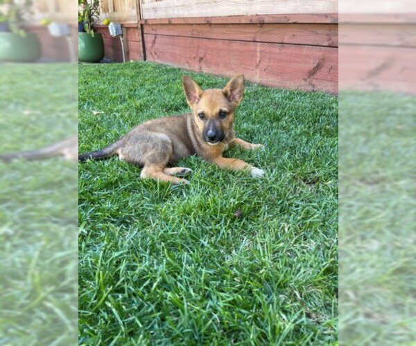 Medium Photo #1 Mutt Puppy For Sale in Santa Cruz, CA, USA