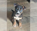 Carmichael- Nuggets litter - Male American Staffordshire Terrier-Unknown Mix Dog for Adoption - Small photo