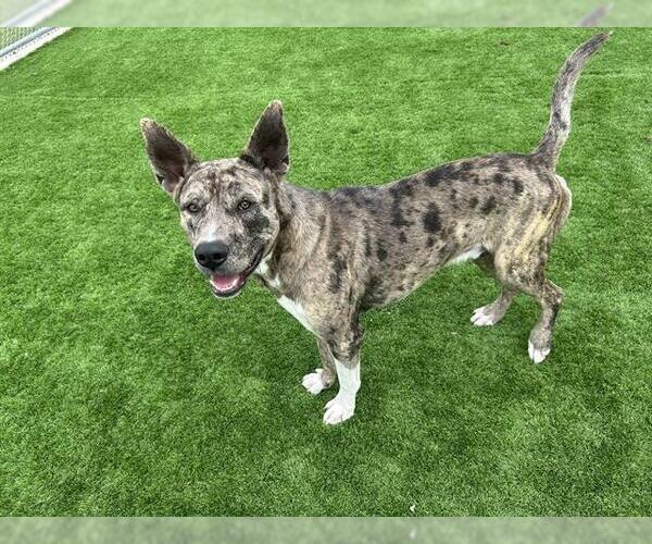 Medium Photo #1 Catahoula Leopard Dog-German Shepherd Dog Mix Puppy For Sale in Grand Prairie, TX, USA