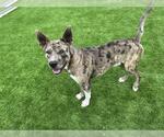Small Catahoula Leopard Dog-German Shepherd Dog Mix