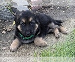 Small #11 German Shepherd Dog