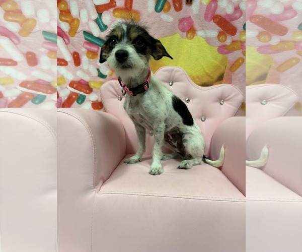 Medium Photo #5 Mutt Puppy For Sale in Phoenix, AZ, USA