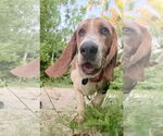 Small #1 Basset Hound