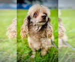 Small #2 Poodle (Toy)