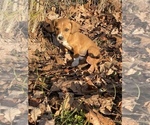 Small Photo #11 Basset Hound-Mountain Cur Mix Puppy For Sale in HARTSHORN, MO, USA