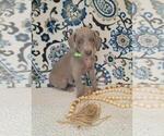 Puppy Jess Weimaraner