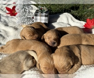 Golden Retriever Puppy for Sale in STRATHMORE, California USA