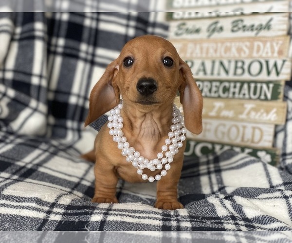 Medium Photo #3 Dachshund Puppy For Sale in CEDAR LANE, PA, USA