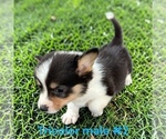 Small #2 Pembroke Welsh Corgi